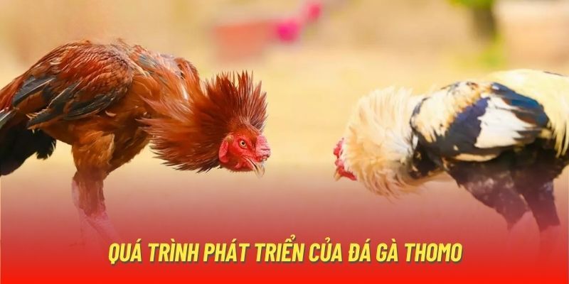 Có kinh nghiệm đá gà thomo bạn sẽ nắm được phần thắng