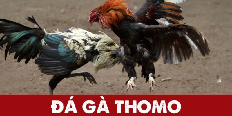 Khái quát đôi nét về trường gà Thomo