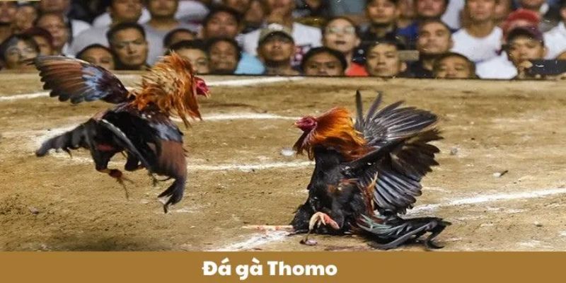 Những ưu điểm nổi bật của đá gà Thomo 98Win